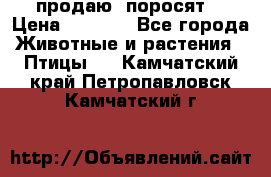 продаю  поросят  › Цена ­ 1 000 - Все города Животные и растения » Птицы   . Камчатский край,Петропавловск-Камчатский г.